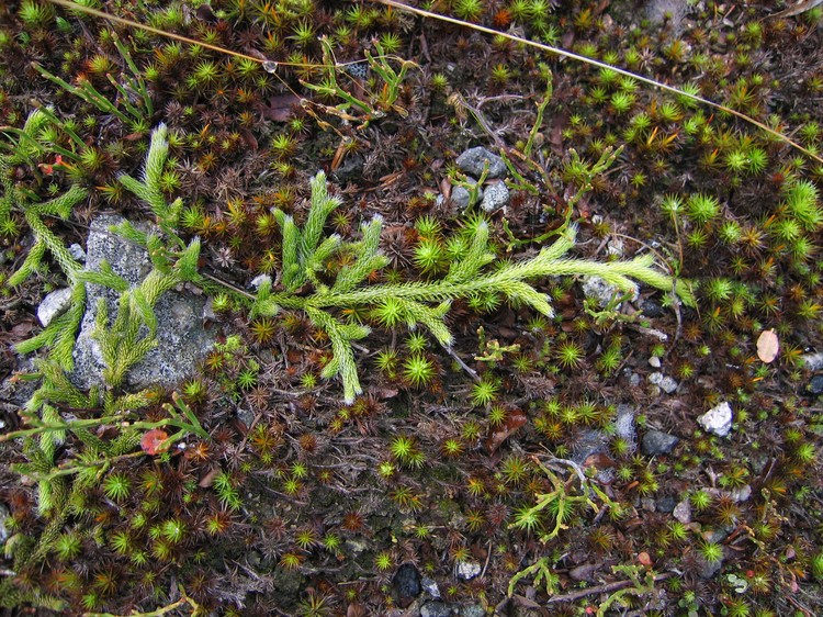 Lycopodium clavatum